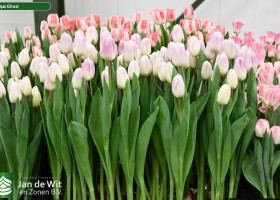 Tulipa Ghost ® (2)